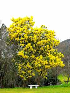 Mimosa - © Certo Xornal